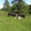 Furie-Ratonne