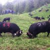 Inalpe 2016