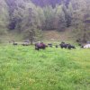 Inalpe 2016
