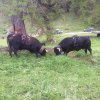 Inalpe 2016