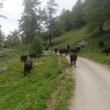 Inalpe 2016
