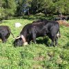 Plaisir (69)
