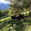 Gala - Pagaille