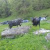 Batischa-Shita