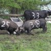 Peppa-Baya