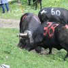 Inalpe