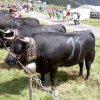 Alpenfête